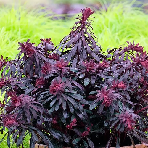 Kutyatej lilásbordó - Euphorbia 'Miner's Merlot' 20/30cm K14cm