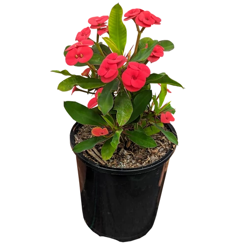  Euphorbia milii 'Charlotte'