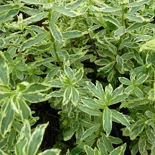 Euphorbia polychroma 'Variegata'