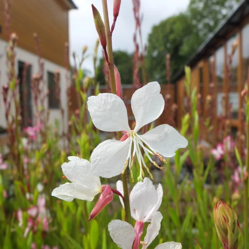 Díszgyertya fehér - Gaura lindheimeri 'Flamingo White' 20/30cm K14cm