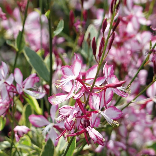 Díszgyertya fehér-rózsaszín - Gaura lindheimeri 'Freefolk Rosy' 20/30cm K14cm