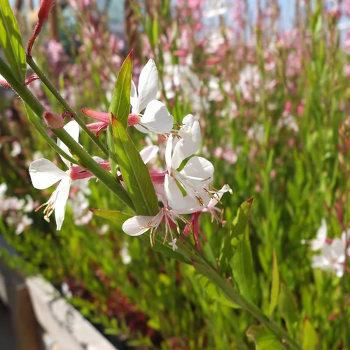 Díszgyertya fehér - Gaura lindheimeri 'Karalee White' 20/30cm K14cm