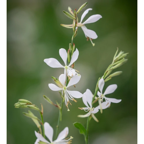 Díszgyertya fehér - Gaura lindheimeri 'Nova' 20/30cm K14cm