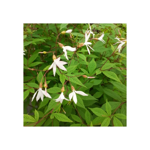 Indiánrózsa hármaslevelű fehér - Gillenia trifoliata 20/30cm K14cm