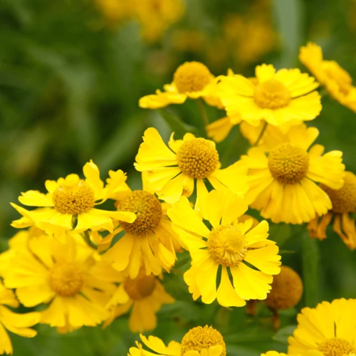 Napfényvirág sárga - Helenium 'HELIAS Yellow' 20/30cm K14cm