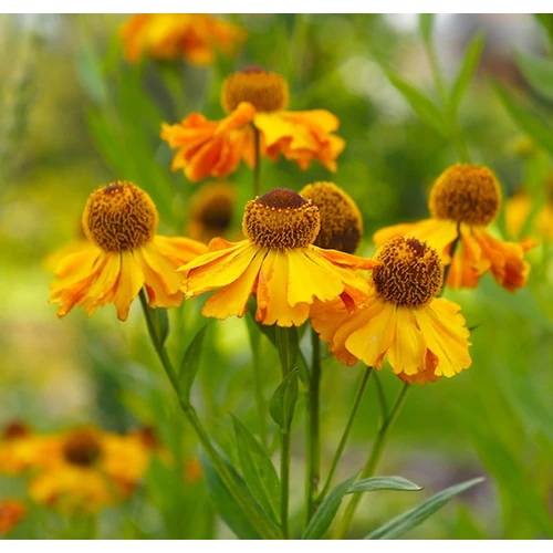 Napfényvirág narancssárga - Helenium 'HELIAS Orange' 20/30cm K14cm