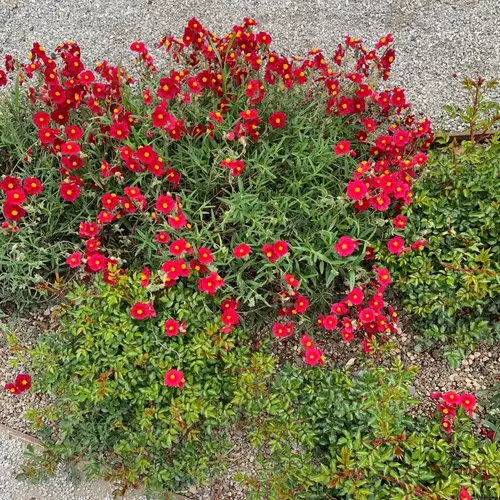 Napvirág piros - Helianthemum 'Red Dragon' 10/20cm K9x9cm