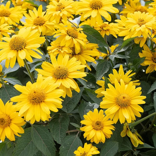 Napszemvirág sárga - Heliopsis 'Sole Magica' 20/30cm K14cm