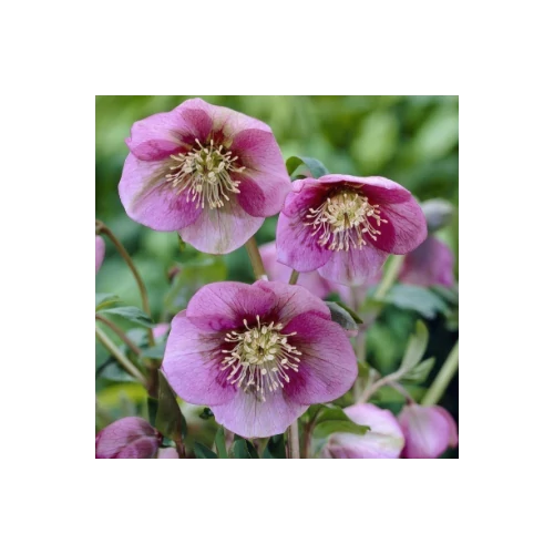 Hunyor keleti rózsaszín - Helleborus orientalis 'Pretty Ellen Pink' 20/30cm K13cm