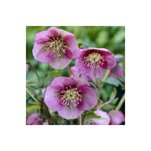 Hunyor keleti rózsaszín - Helleborus orientalis 'Pretty Ellen Pink' 20/30cm K13cm