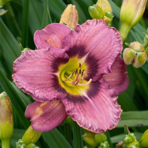 Sásliliom rózsaszín bíbor zónával sárga torokkal - Hemerocallis 'Always Afternoon' 20/40cm K2l