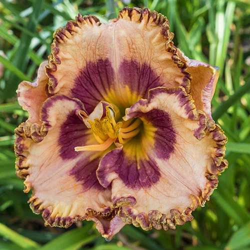 Sásliliom barackszínű bíbor zónával sárga torokkal - Hemerocallis 'Beachy Keen' 20/40cm K2l