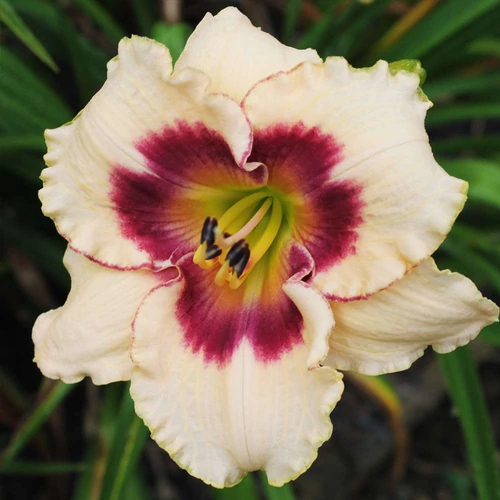 Sásliliom krémfehér bíbor zónával sárga torokkal - Hemerocallis 'Blueberry Candy' 20/40cm K2l