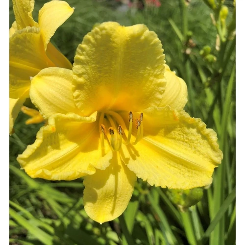 Sásliliom sárga - Hemerocallis 'Happy Returns' 20/40cm K2l