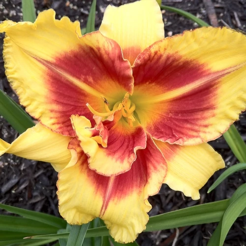 Sásliliom sárga-vörös - Hemerocallis 'New Clown Face' 20/40cm K2l