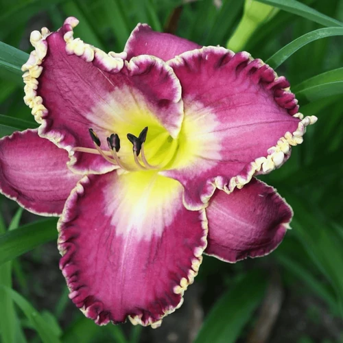 Sásliliom bíbor sárgászöld torokkal - Hemerocallis 'Popcorn Pete' 20/40cm K2l