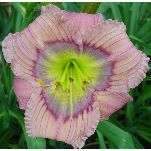 Sásliliom barackszínű lila zónával sárgászöld torokkal - Hemerocallis 'Siloam David Kirchhoff' 20/40cm K2l