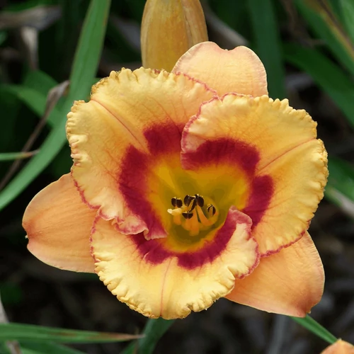 Sásliliom sárga vörös zónával sárga torokkal - Hemerocallis 'Tigerling' 20/40cm K2l