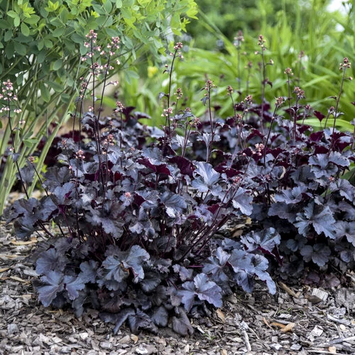 Tűzeső feketésbordó lombú - Heuchera 'Black Pearl' 20/30cm K14cm