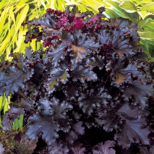Tűzeső feketésbordó lombú - Heuchera 'Black Taffeta' 20/30cm K14cm