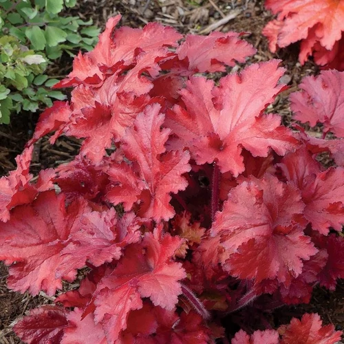 Tűzeső vörös lombú - Heuchera 'Forever Red' 20/30cm K14cm