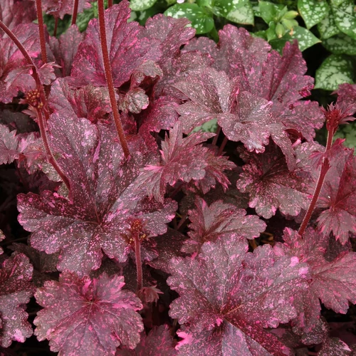 Tűzeső bordó-rózsaszín tarka lombú - Heuchera 'Midnight Rose' 20/30cm K14cm