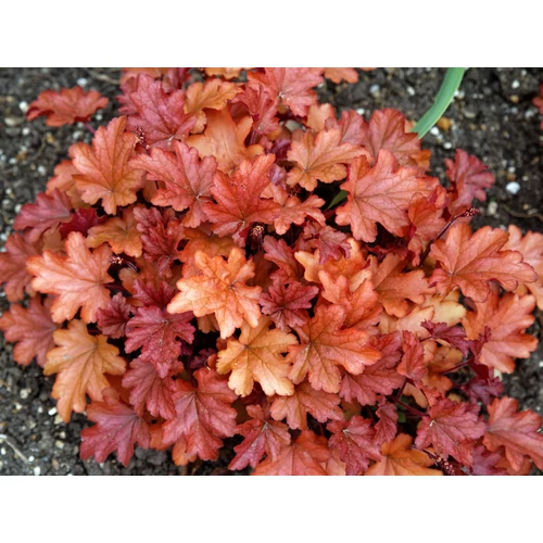 Tűzeső narancs-vörös lombú - Heuchera 'Peach Flambé' 20/30cm K14cm