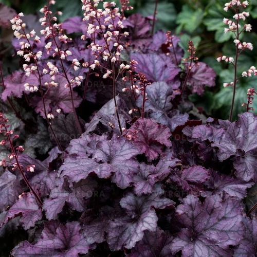 Tűzeső lila lombú - Heuchera 'Rex Purple' 20/30cm K14cm