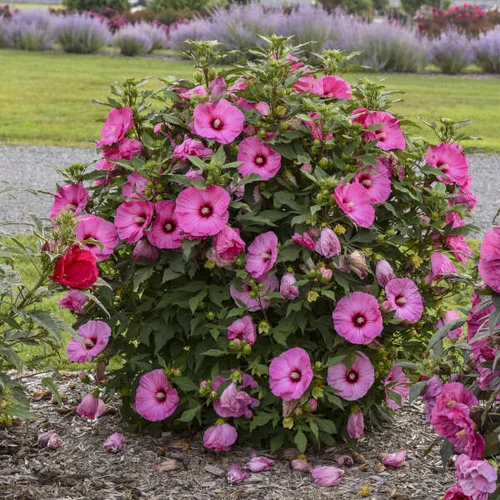 Mályva mocsári élénk rózsaszín - Hibiscus 'Candy Crush' 30/40cm K3l