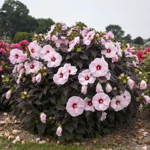 Mályva mocsári halvány rózsaszín virágú feketésbordó lombú - Hibiscus 'Dark Mystery' 30/40cm K3l