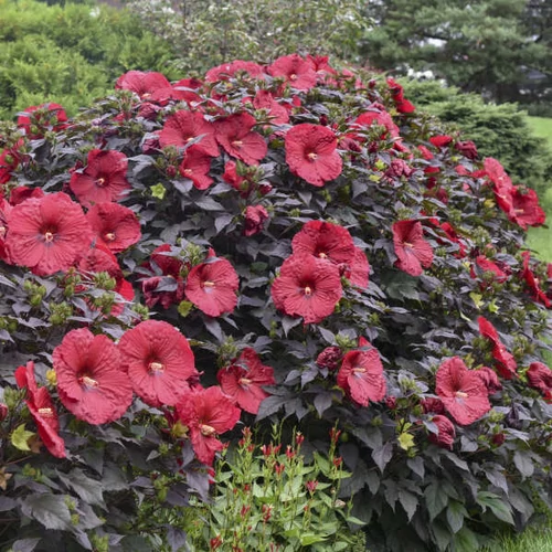Mályva mocsári vörös virágú feketésbordó lombú - Hibiscus moscheutos 'Holy Grail' 30/40cm K3l
