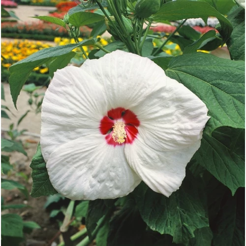 Mályva mocsári fehér - Hibiscus 'Old Yella' 30/40cm K3l