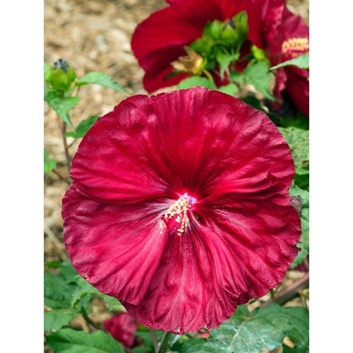 Hibiscus moscheutos 'Robert Fleming'