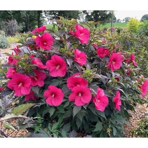 Mályva mocsári pink virágú bordó-zöld lombú - Hibiscus moscheutos 'Carousel Pink Passion' 30/40cm K3l