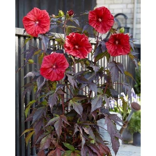 Mályva mocsári vörös virágú bordó lombú - Hibiscus moscheutos 'Carousel Pink Red Wine' 30/40cm K3l