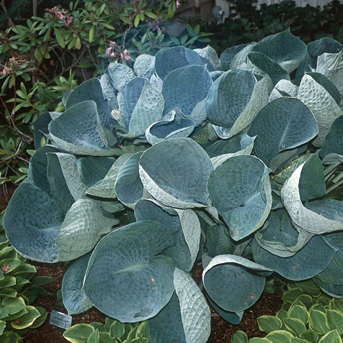 Árnyékliliom sürkéskék lombú - Hosta 'Abiqua Drinking Gourd' 20/30cm K14cm