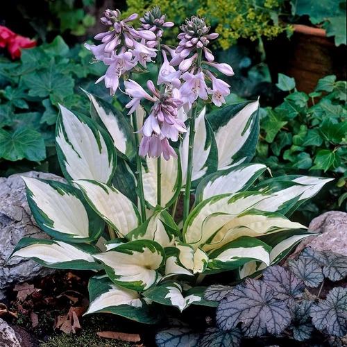 Árnyékliliom krémfehér lombú sötétzöld szegéllyel - Hosta 'Fire and Ice' 20/30cm K14cm