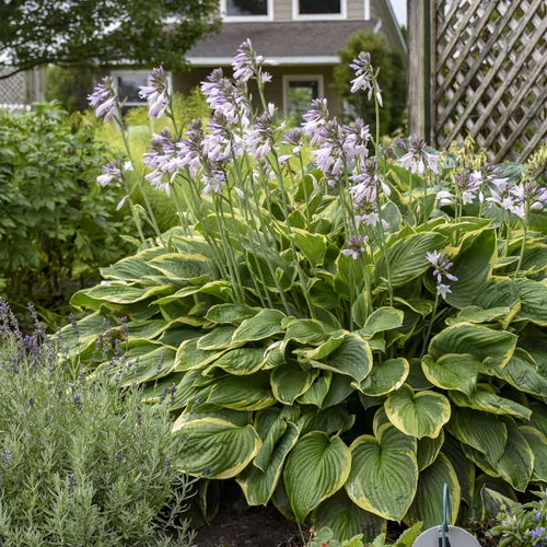 Árnyékliliom zöld lombú sárga szegéllyel - Hosta 'Fortunei Aureomarginata' 20/30cm K14cm