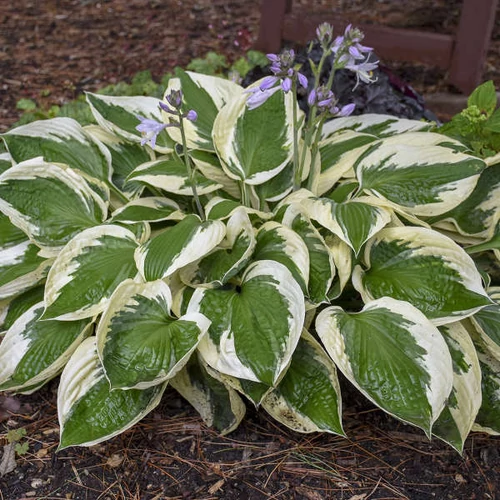 Árnyékliliom zöld lombú kérmfehér szegéllyel - Hosta 'Patriot' 20/35cm K1,5l