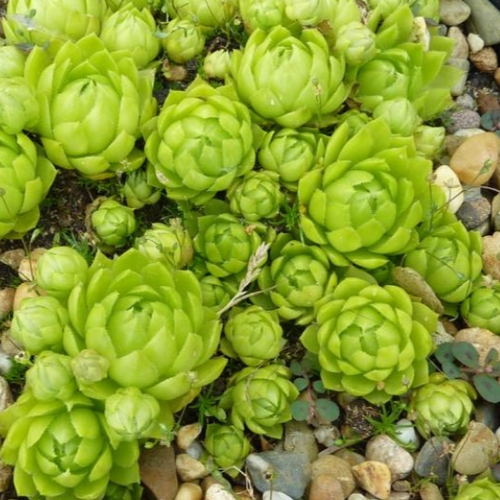 Kövirózsa - Jovibarba sobolifera 'Green Globe' 10/20cm K10,5cm