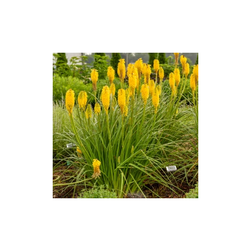 Fáklyaliliom élénksárga - Kniphofia 'Solar Flare' 20/30cm K14cm
