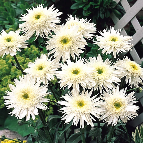 Margaréta kerti fehér féltelt - Leucanthemum superbum 'Wirral Supreme' 20/30cm K14cm