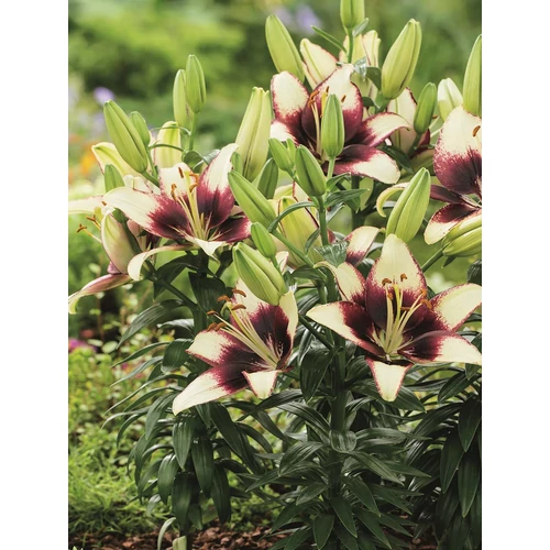 Liliom krémfehér-bordó - Lilium 'Curitiba' 20/30cm K14cm
