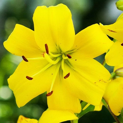 Lilium asiatic 'Ilse'