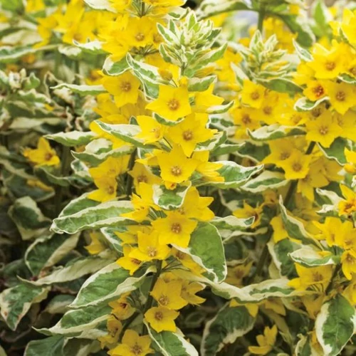 Lizinka pettyegetett fehér tarka levelű - Lysimachia punctata 'Golden Alexander' 20/30cm K14cm