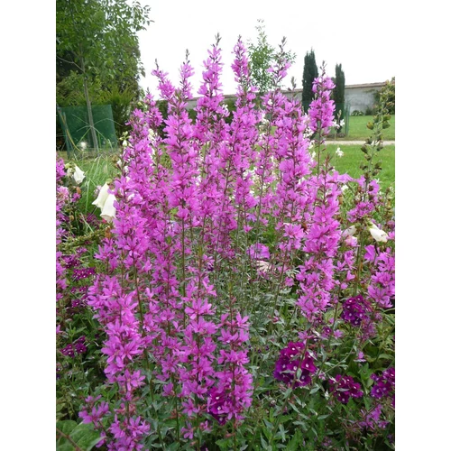 Lythrum 'Dropmore Purple' 
