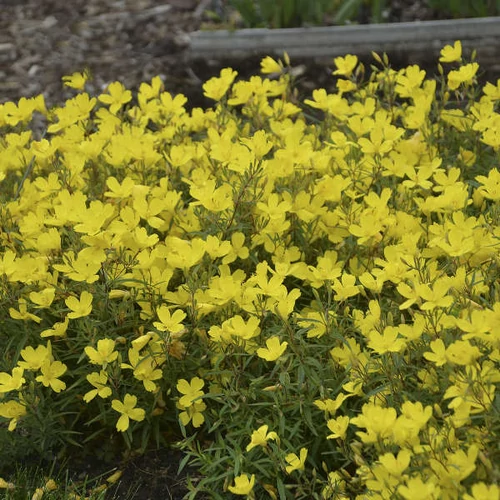 Ligetszépe sárga - Oenothera fruticosa 'Lemon Drop' 20/30cm K14cm