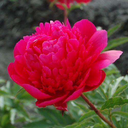 Bazsarózsa pirosas rózsaszín - Paeonia 'Many Happy Returns' 30/40cm K3l