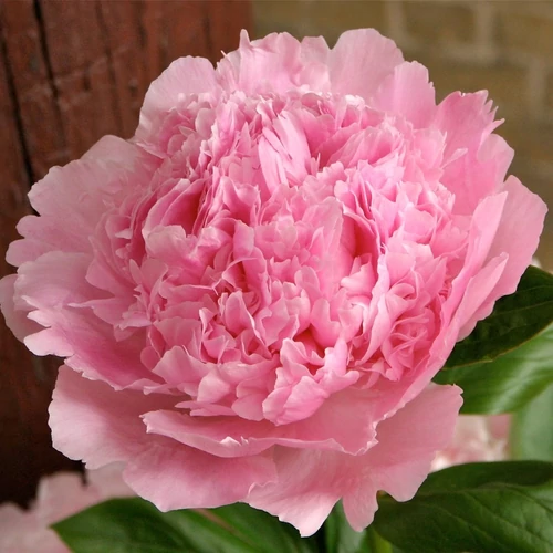 Bazsarózsa illatos rózsaszín - Paeonia lactiflora 'Angel Cheeks' 30/40cm K3l
