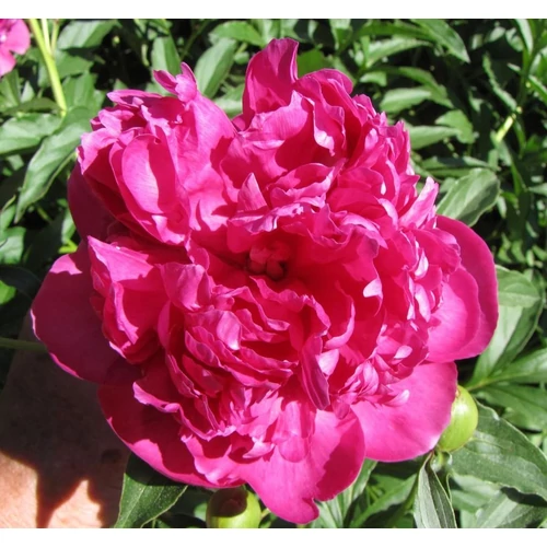 Bazsarózsa illatos sötét rózsaszín - Paeonia lactiflora 'Augustin d'Hour' 30/40cm K3l